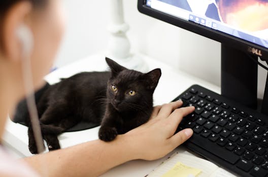 pexels-photo-1049764-1049764 A black cat resting on a desk by a computer keyboard with a person present.